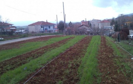 Χάραξη γραμμών φύτευσης.  